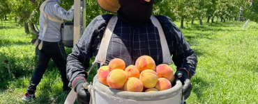 Trabajadores agrícolas para cultivar y cosechar frutos orgánicos en huertos de invernaderos de colorado