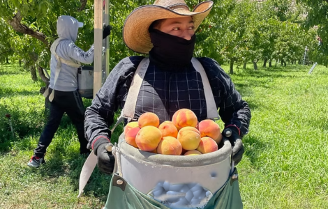 Trabajadores agrícolas para cultivar y cosechar frutos orgánicos en huertos de invernaderos de colorado