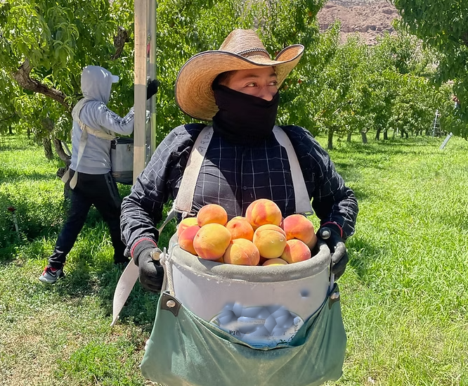 Trabajadores agrícolas para cultivar y cosechar frutos orgánicos en huertos de invernaderos de colorado