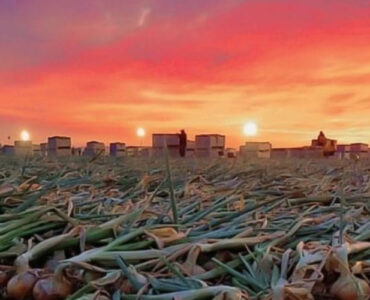 cultivo de cebollas a mano