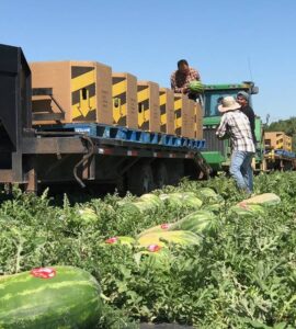 cosecha de frutas y verduras