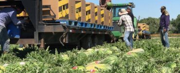 cosecha de frutas y verduras