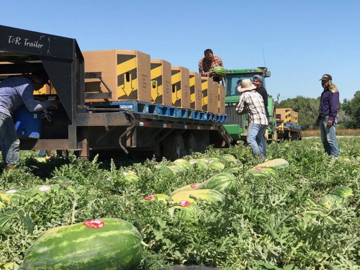 cosecha de frutas y verduras
