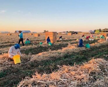cosecha de cebollas