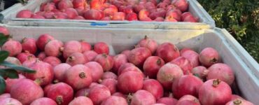 Temporada-de-granada