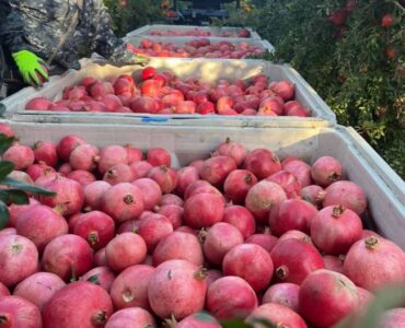 Temporada-de-granada