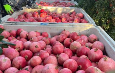 Temporada-de-granada