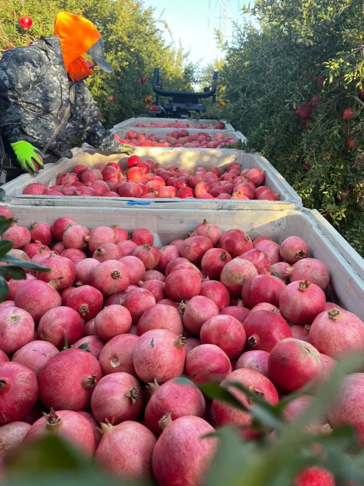 Temporada-de-granada