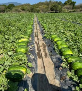 Cosecha empaque recolección de sandía y vegetales
