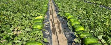 Cosecha empaque recolección de sandía y vegetales