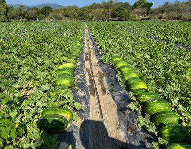 Cosecha empaque recolección de sandía y vegetales