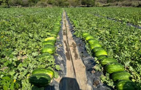 Cosecha empaque recolección de sandía y vegetales
