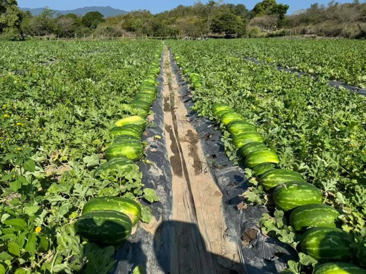 Cosecha empaque recolección de sandía y vegetales