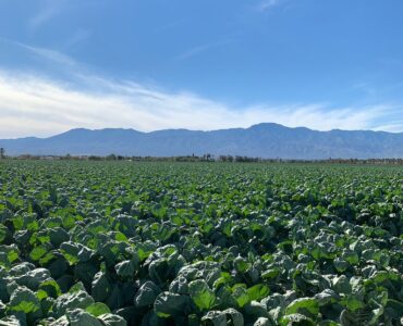 Trabajadores agrícolas (cosecha)