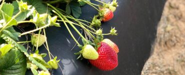 Plantación Cosecha y empaque de fresas