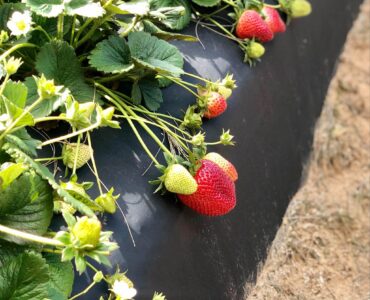 Plantación Cosecha y empaque de fresas