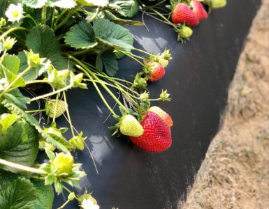 Plantación Cosecha y empaque de fresas