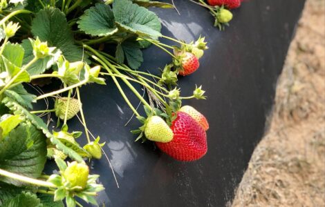 Plantación Cosecha y empaque de fresas