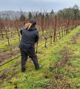 Poda, desbroce, atado, elevación de zarzas, deshojado por contrato/por acre