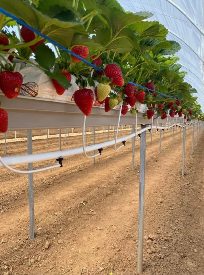 jornaleros agrícolas para cosechar y empacar fresas y verduras por tipo