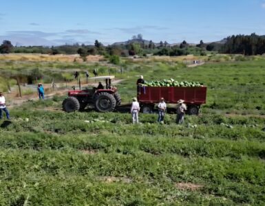 Jornaleros para cosecha corte y empaque de sandías a mano en la Florida
