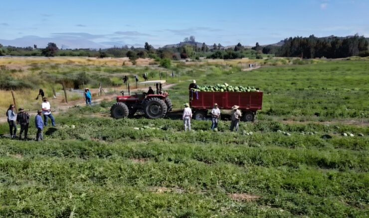 Jornaleros para cosecha corte y empaque de sandías a mano en la Florida