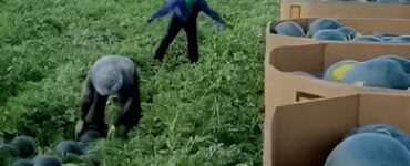 cosecha de sandia en FLORIDA