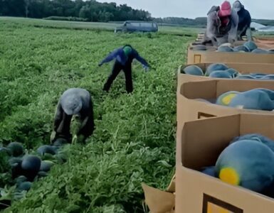 cosecha de sandia en FLORIDA