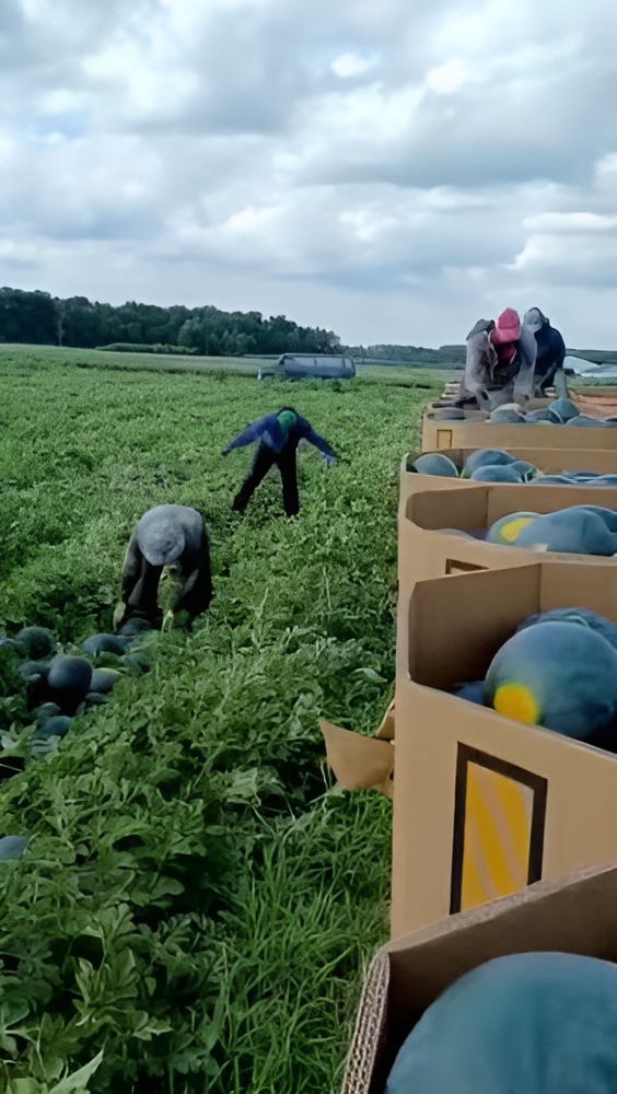 cosecha de sandia en FLORIDA