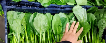 Trabajadores de empaque y procesamiento de verduras manualmente