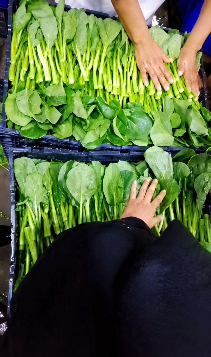 Trabajadores de empaque y procesamiento de verduras manualmente