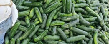 Cosecha y empaque de pepino