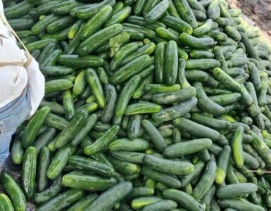 Cosecha y empaque de pepino