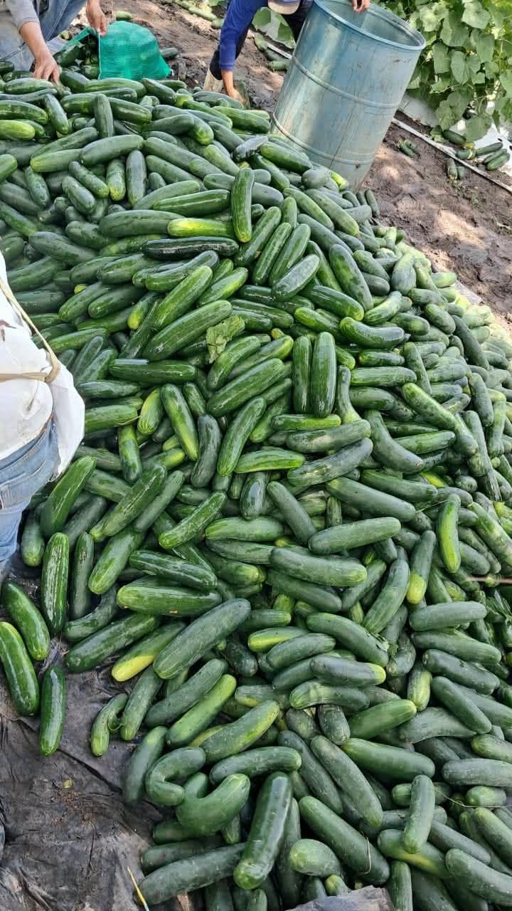 Cosecha y empaque de pepino