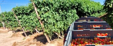 cosechar y seleccionar distintas variedades de tomate