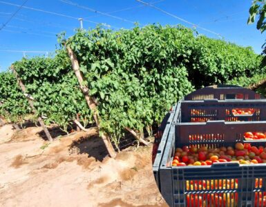 cosechar y seleccionar distintas variedades de tomate