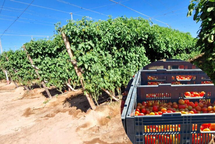 cosechar y seleccionar distintas variedades de tomate